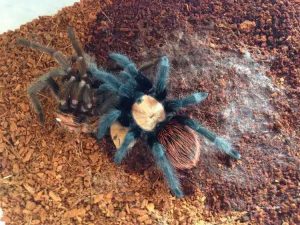 Brachypelma albiceps - Mexican Golden Red rump Tarantula ...
