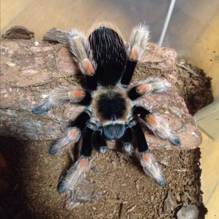 Brachypelma emilia picture