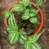 Sarcopyramis nepalensis
