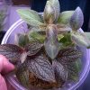 Sonerila sp Thailand Laos