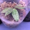 Sonerila sp White spots Kalimantan