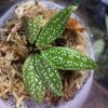 Sonerila sp White spots Kalimantan