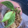 Sonerila sp White spots Kalimantan