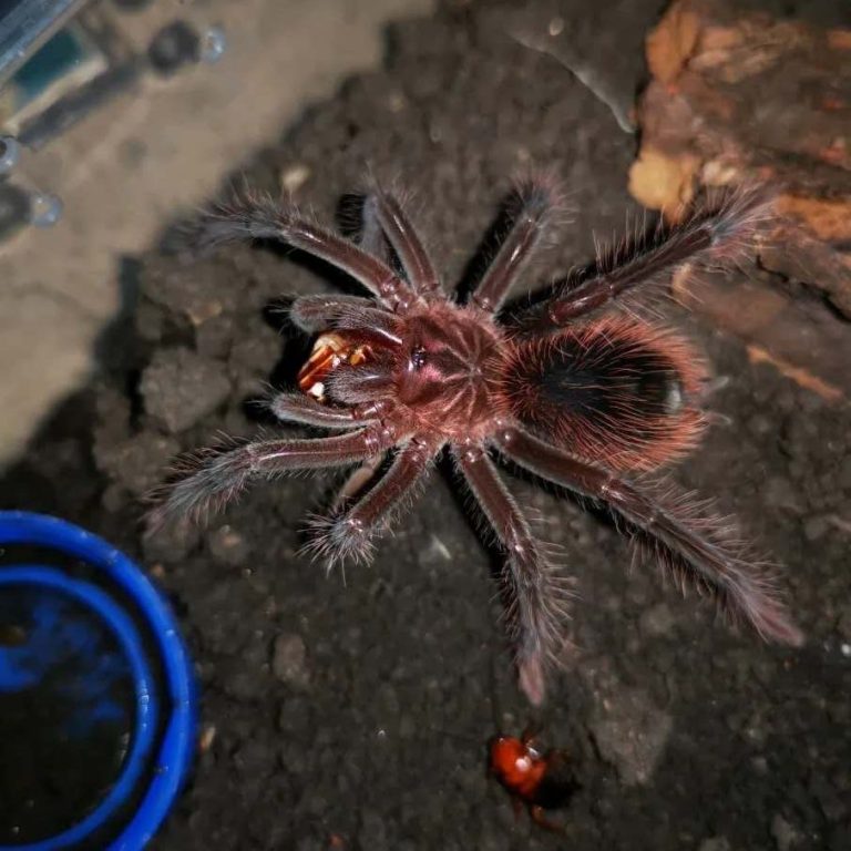 Xenesthis intermedia (Amazon Blue Bloom Tarantula) HappyForestStore sale