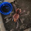 Xenesthis intermedia (Amazon Blue Bloom Tarantula) - HappyForestStore sale