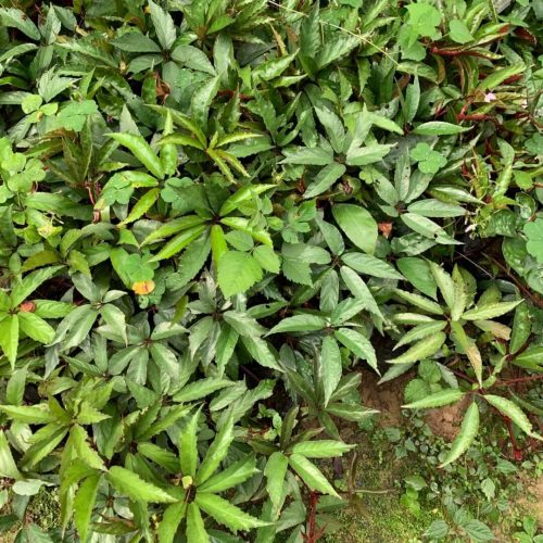 Begonia fangii