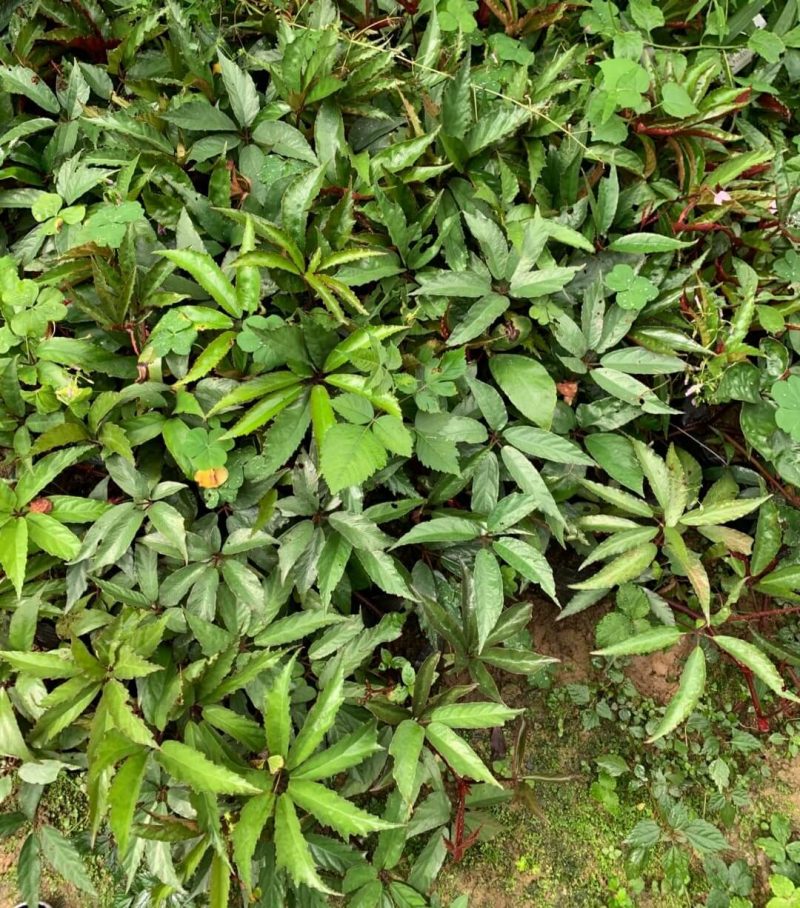 Begonia fangii