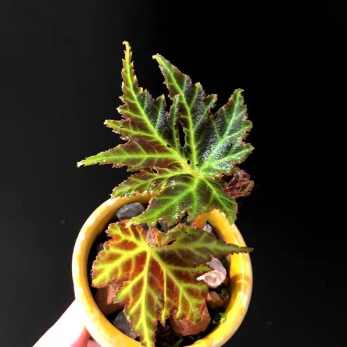 Begonia lithophila
