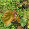 Begonia liuyanii