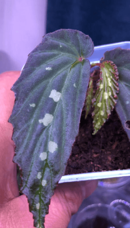 Begonia sp White spots Kalimantan