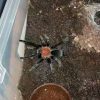Orphnaecus dichromatus