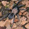 Orphnaecus dichromatus