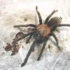 Orphnaecus dichromatus