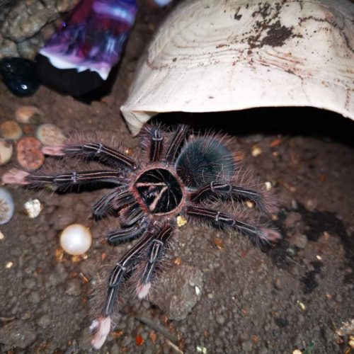 Theraphosa apophysis – Pinkfoot Goliath Bird Eater tarantula