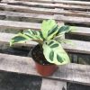 Calathea Louisae 'Thai Beauty'