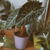 Alocasia Baginda Pink Dragon