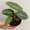 Alocasia Baginda Pink Dragon