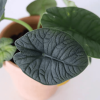 Alocasia Rugosa (Alocasia Melo)