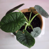 Alocasia Rugosa (Alocasia Melo)