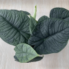 Alocasia Rugosa (Alocasia Melo)