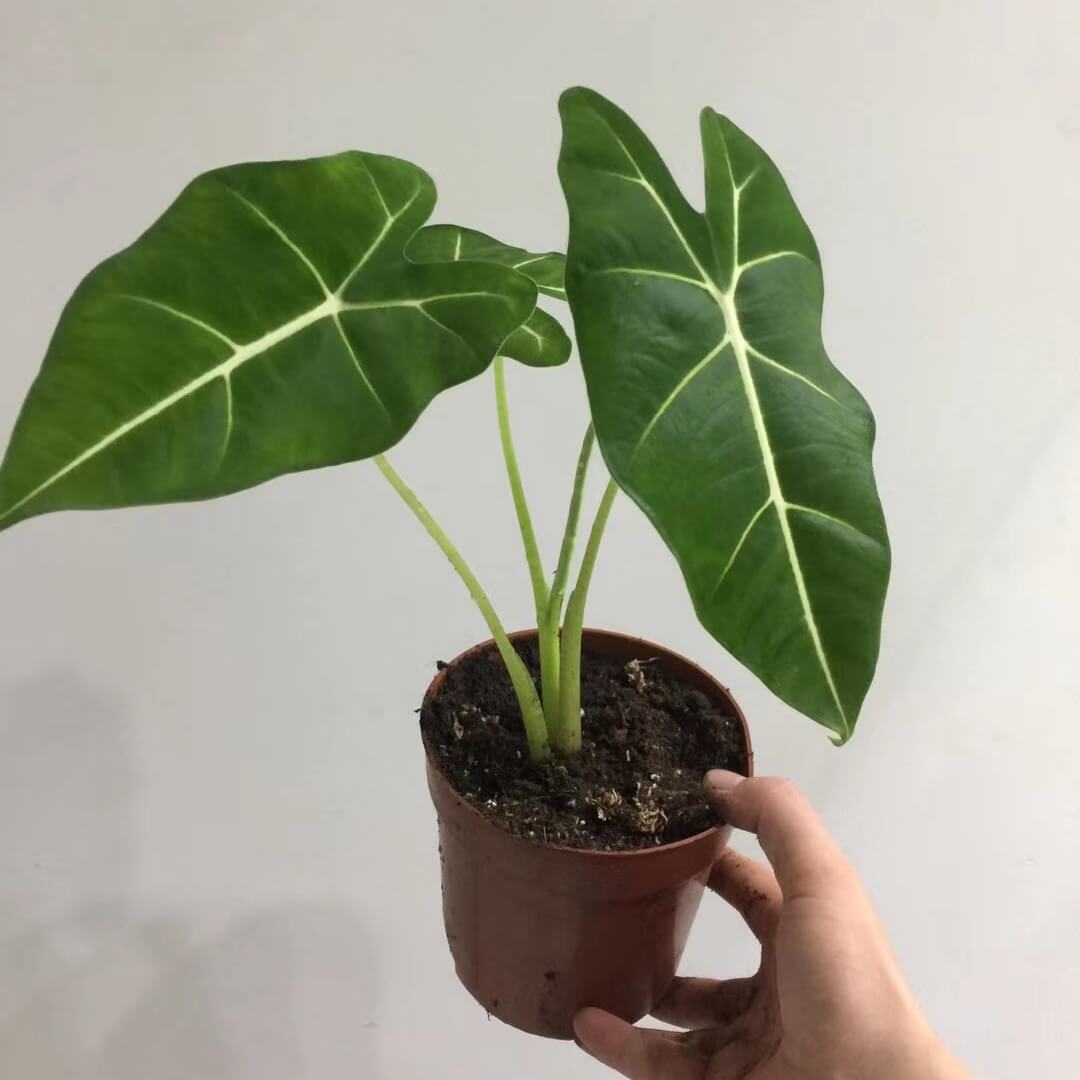 Alocasia Frydek - Forest Green