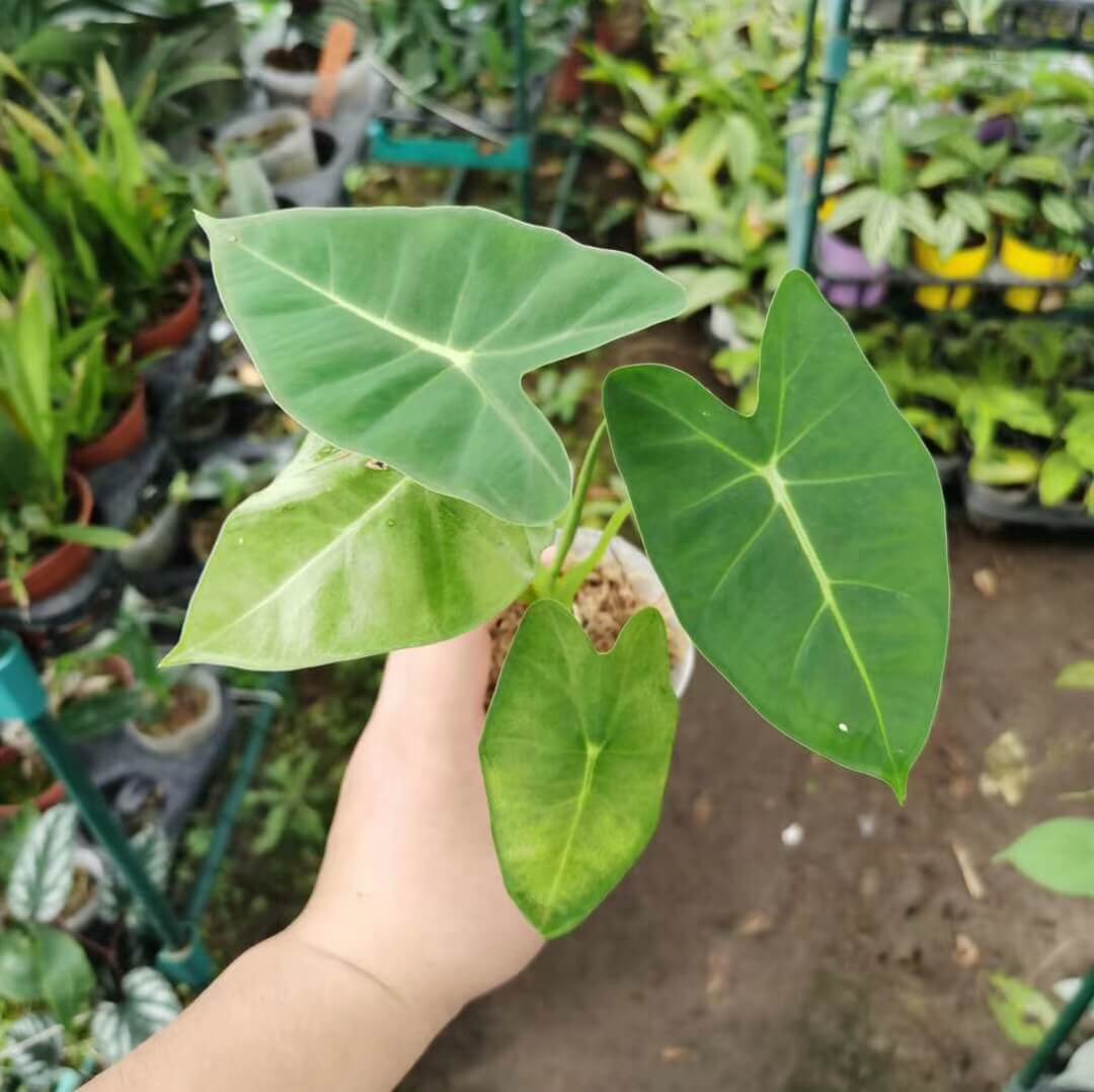 Alocasia Frydek - Forest Green