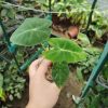 Alocasia micholitziana ‘Frydek’