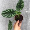 Alocasia sinuata