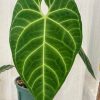 Anthurium Regale
