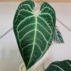 Anthurium Regale