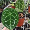 Anthurium forgetii