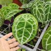 Anthurium forgetii