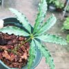 Anthurium pedatoradiatum