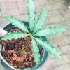Anthurium pedatoradiatum