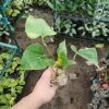 Anthurium salgarense