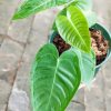 Anthurium warocqueanum