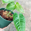 Anthurium warocqueanum