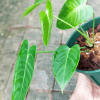 Anthurium warocqueanum