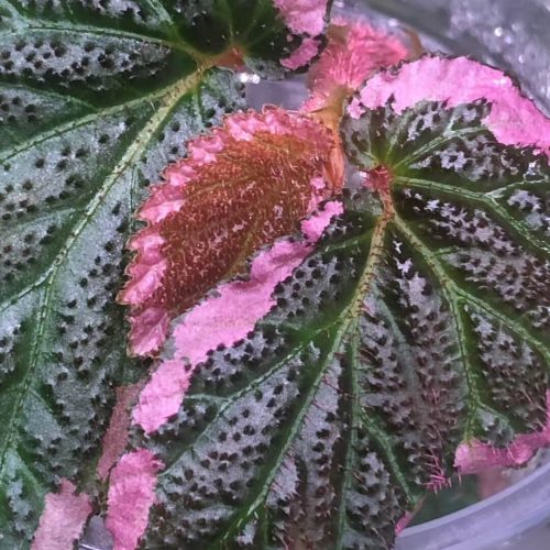 Begonia fulvovillosa