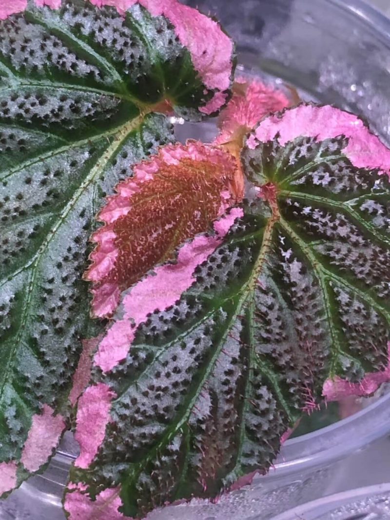 Begonia fulvovillosa