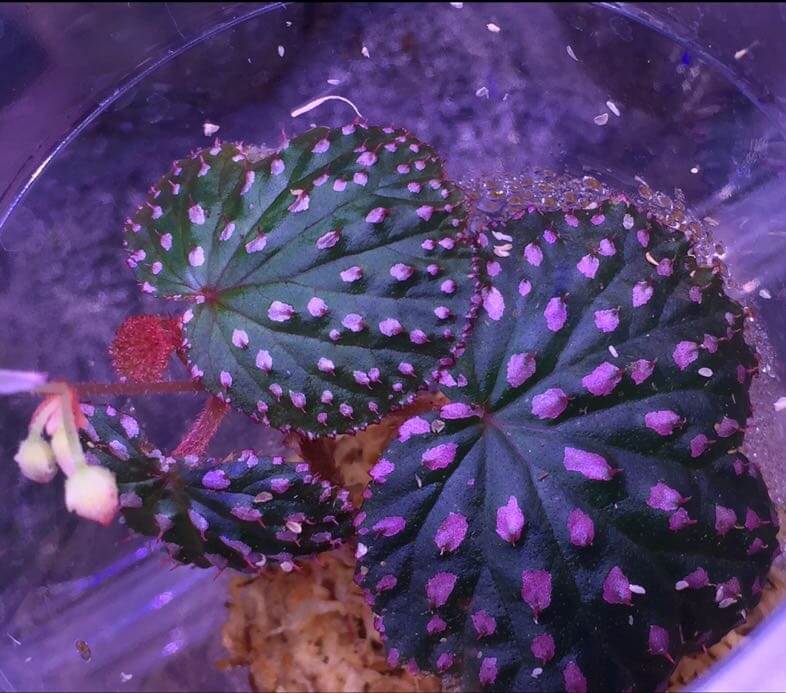 Begonia sp Pink spots Borneo