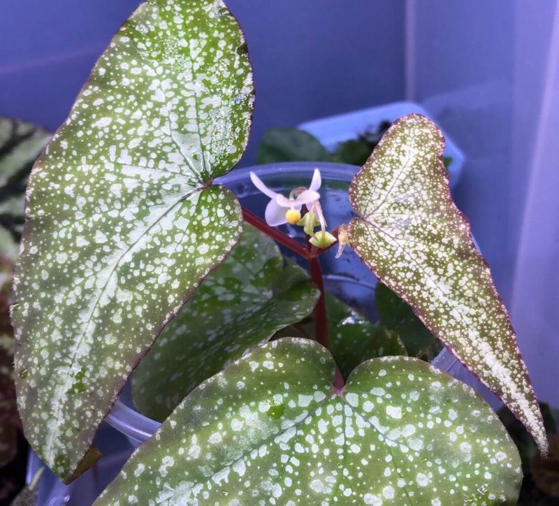 Begonia sp White spots