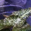 Begonia sp White spots