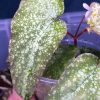 Begonia sp White spots