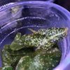 Begonia sp White spots