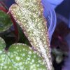 Begonia sp White spots
