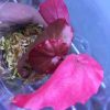 Begonia sp borneensis