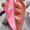 Philodendron Pink Princess
