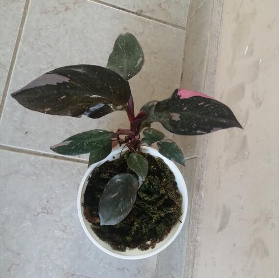 Philodendron Pink Princess