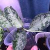 Aglaonema pictum multicolor emerald